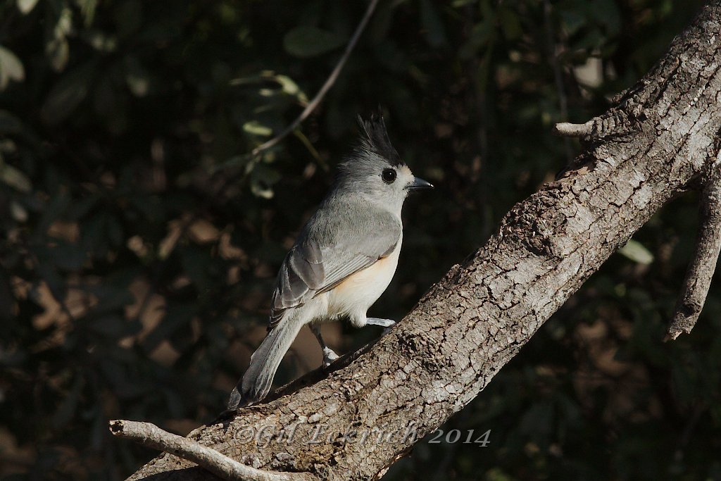 Black-crested Titmouse 2014-01-26_3.jpg